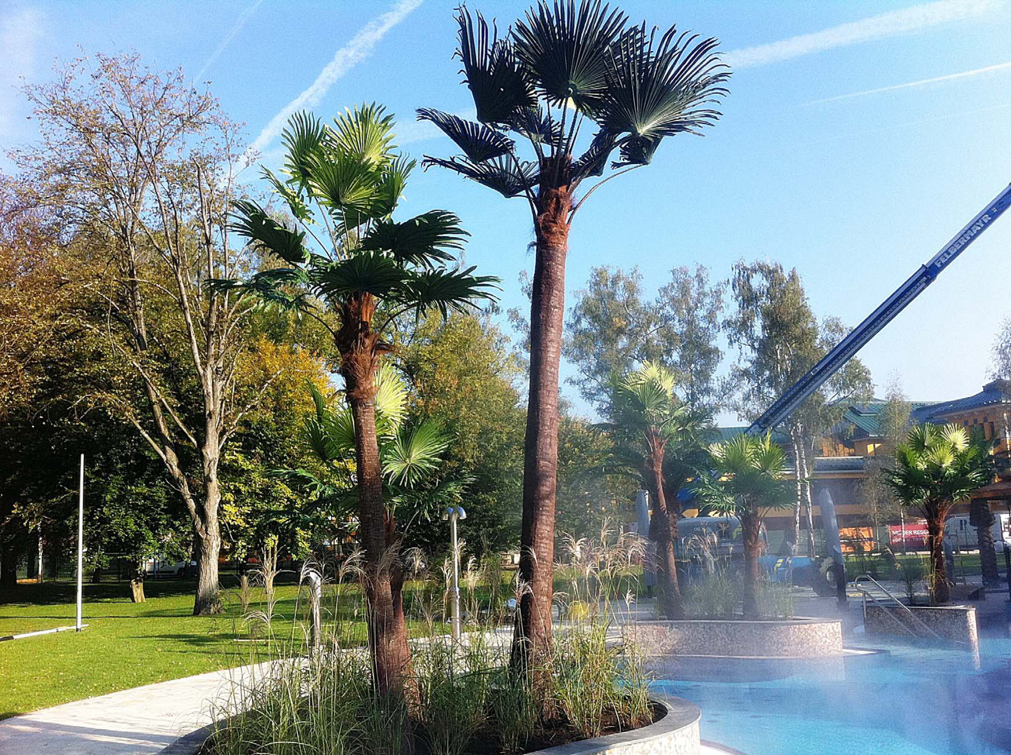 奧地利溫泉水療中心仿真棕櫚樹 奧地利溫泉水療中心仿真棕櫚樹