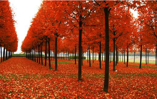 仿真楓樹制作流程及優(yōu)勢(shì)