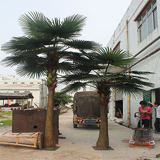 選購(gòu)仿真棕櫚樹有什么小竅門呢？